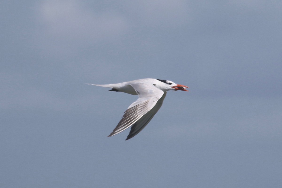 Royal Tern - Christian Fernandez