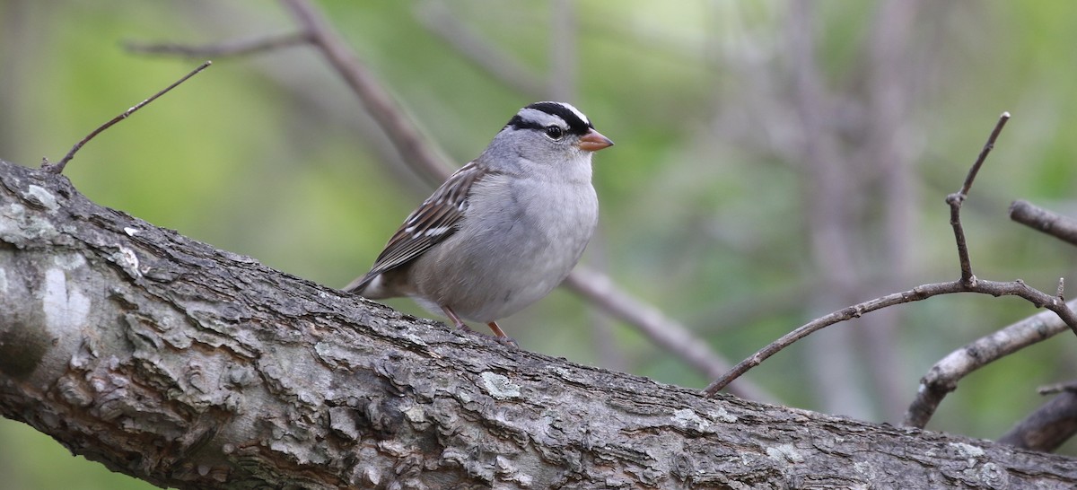 White-crowned Sparrow - ML130724251