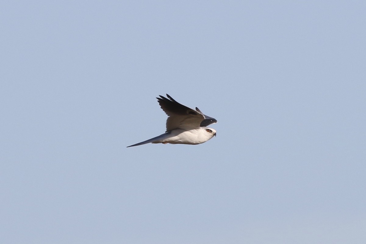 White-tailed Kite - ML130724271