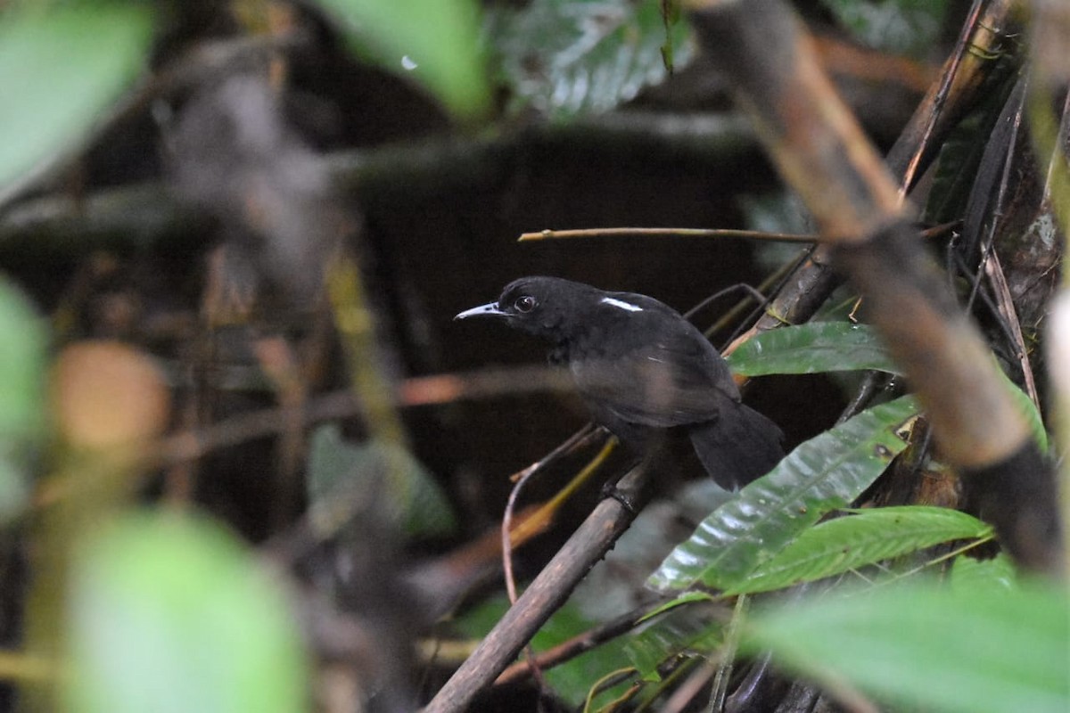Stub-tailed Antbird - Jose Martinez De Valdenebro