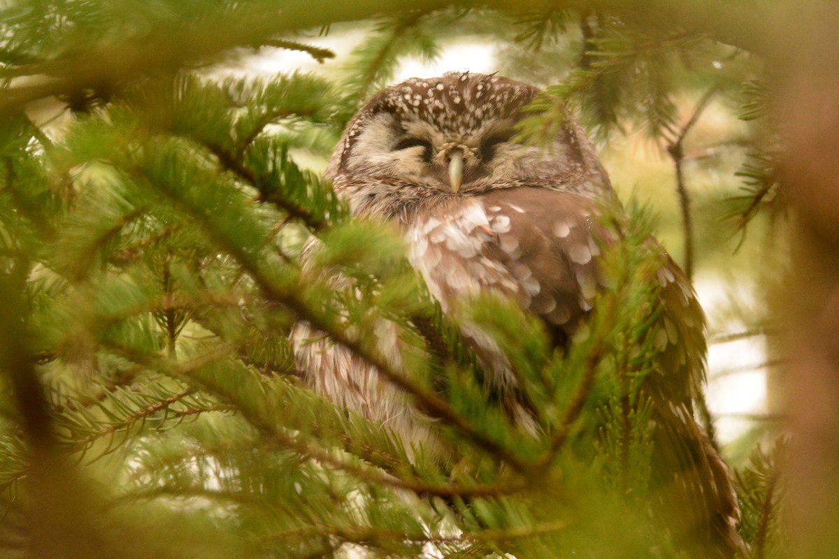 Boreal Owl - Nick Kachala