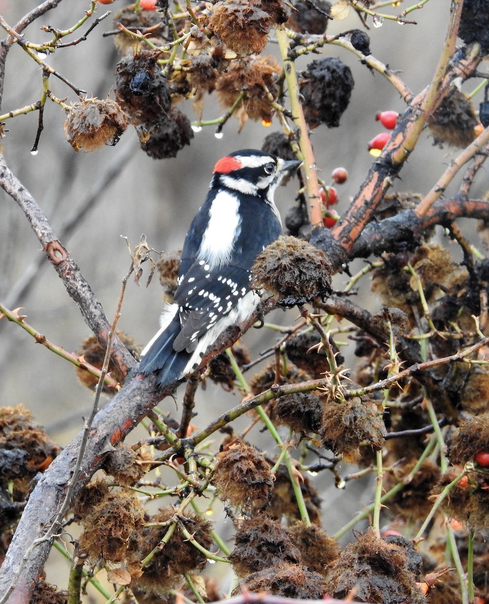 Downy Woodpecker - dave haupt