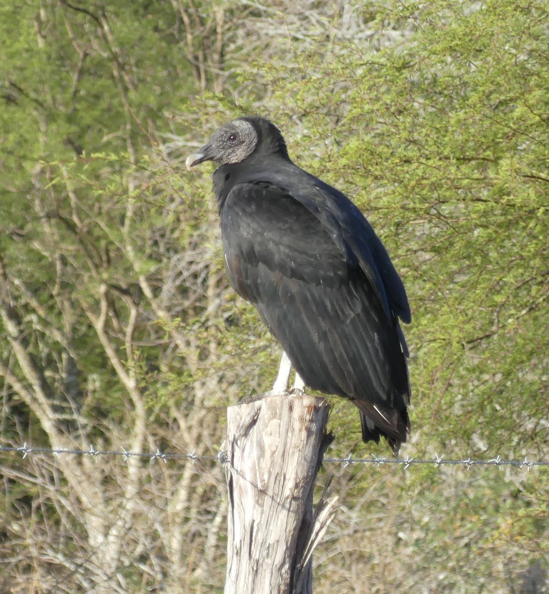 Black Vulture - ML130728281
