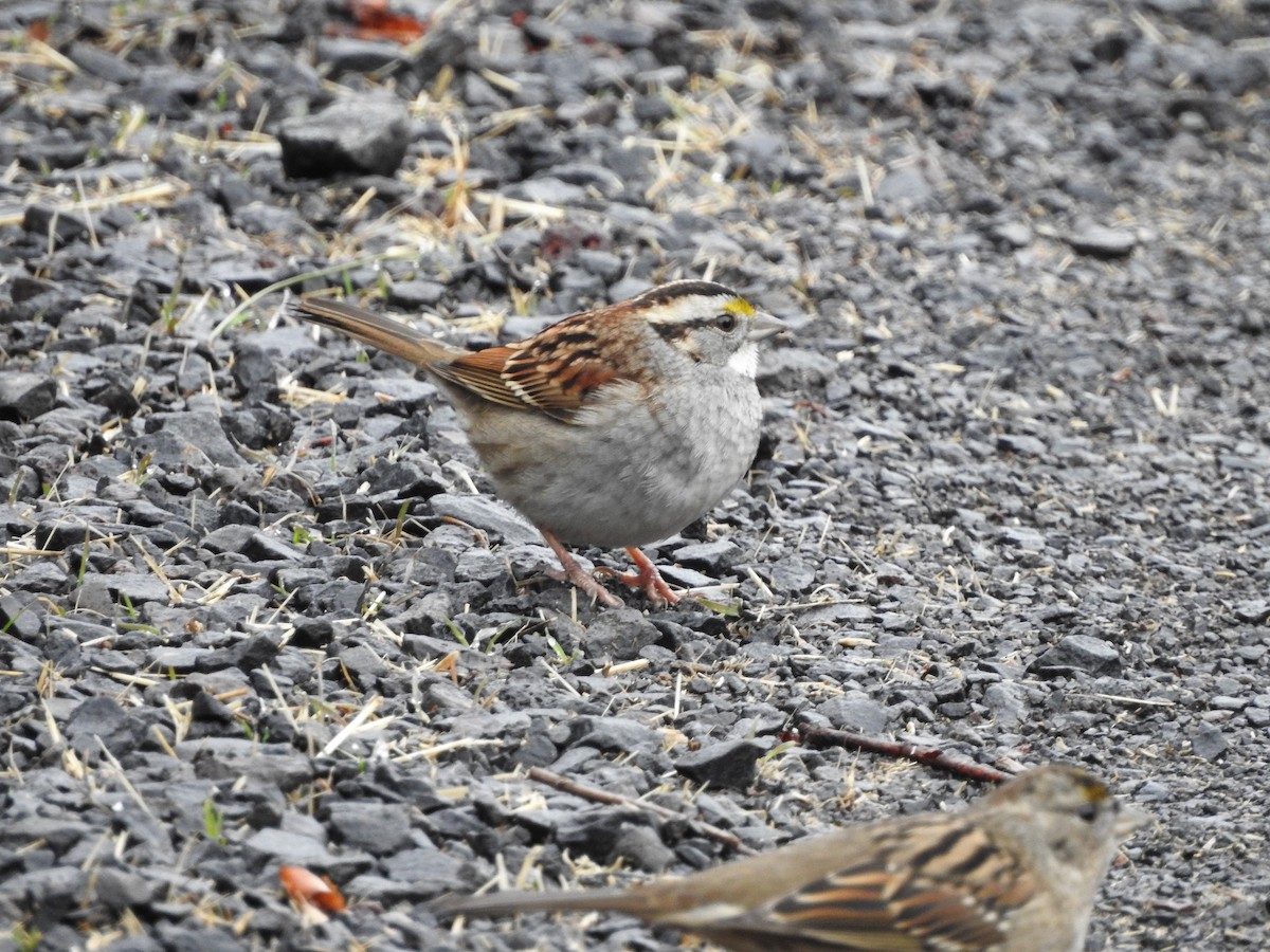 White-throated Sparrow - ML130728291