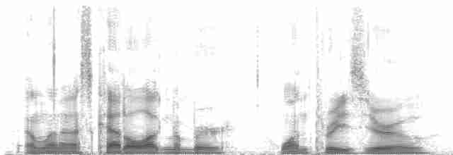 svartterne (surinamensis) - ML130730