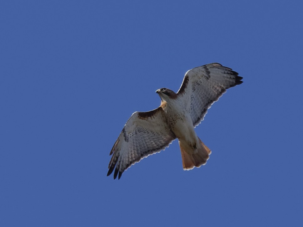 Red-tailed Hawk - ML130731501