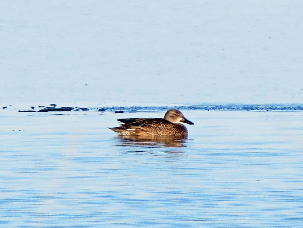 Blue-winged Teal - ML130731751