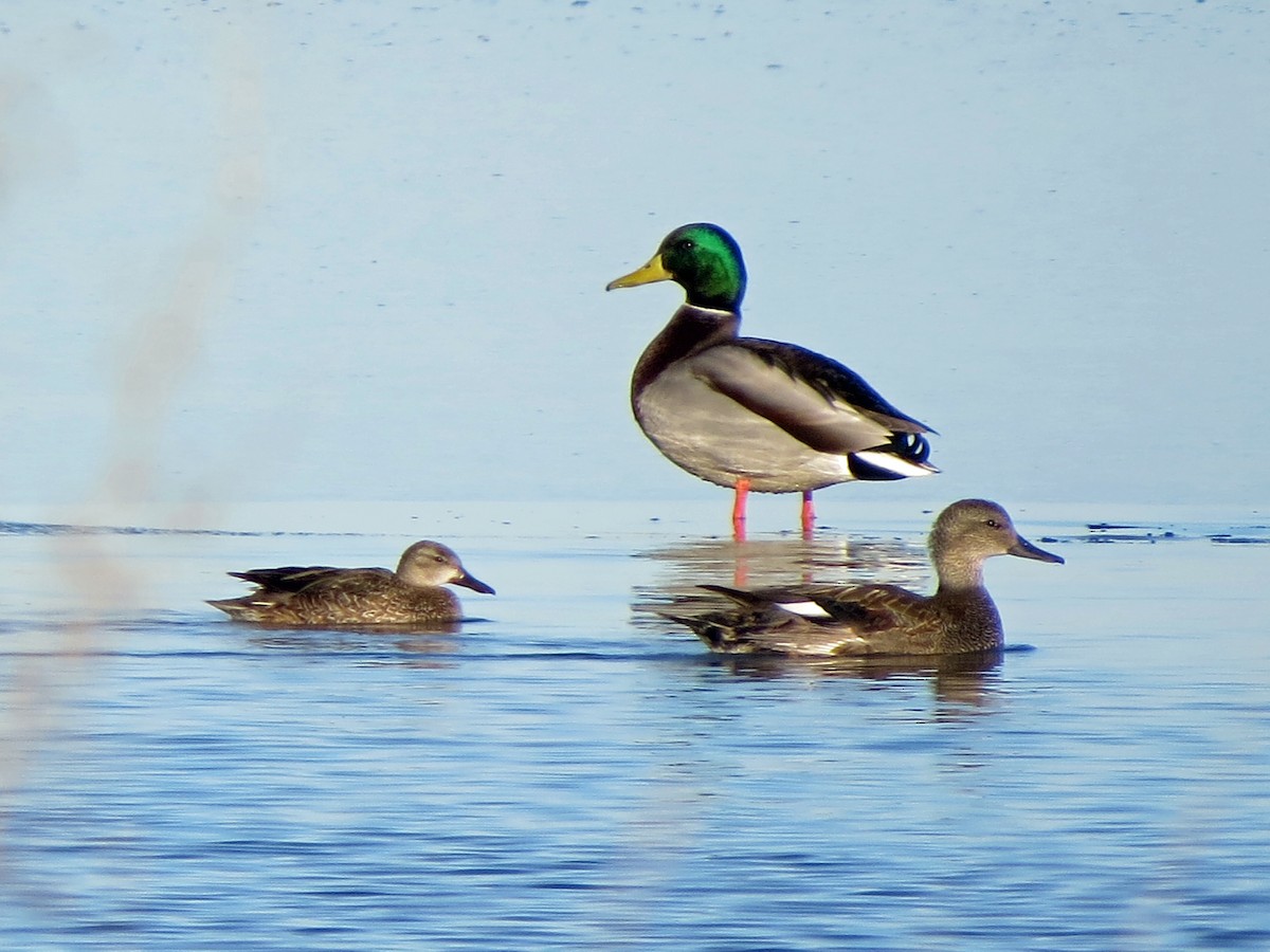 Blue-winged Teal - ML130731781