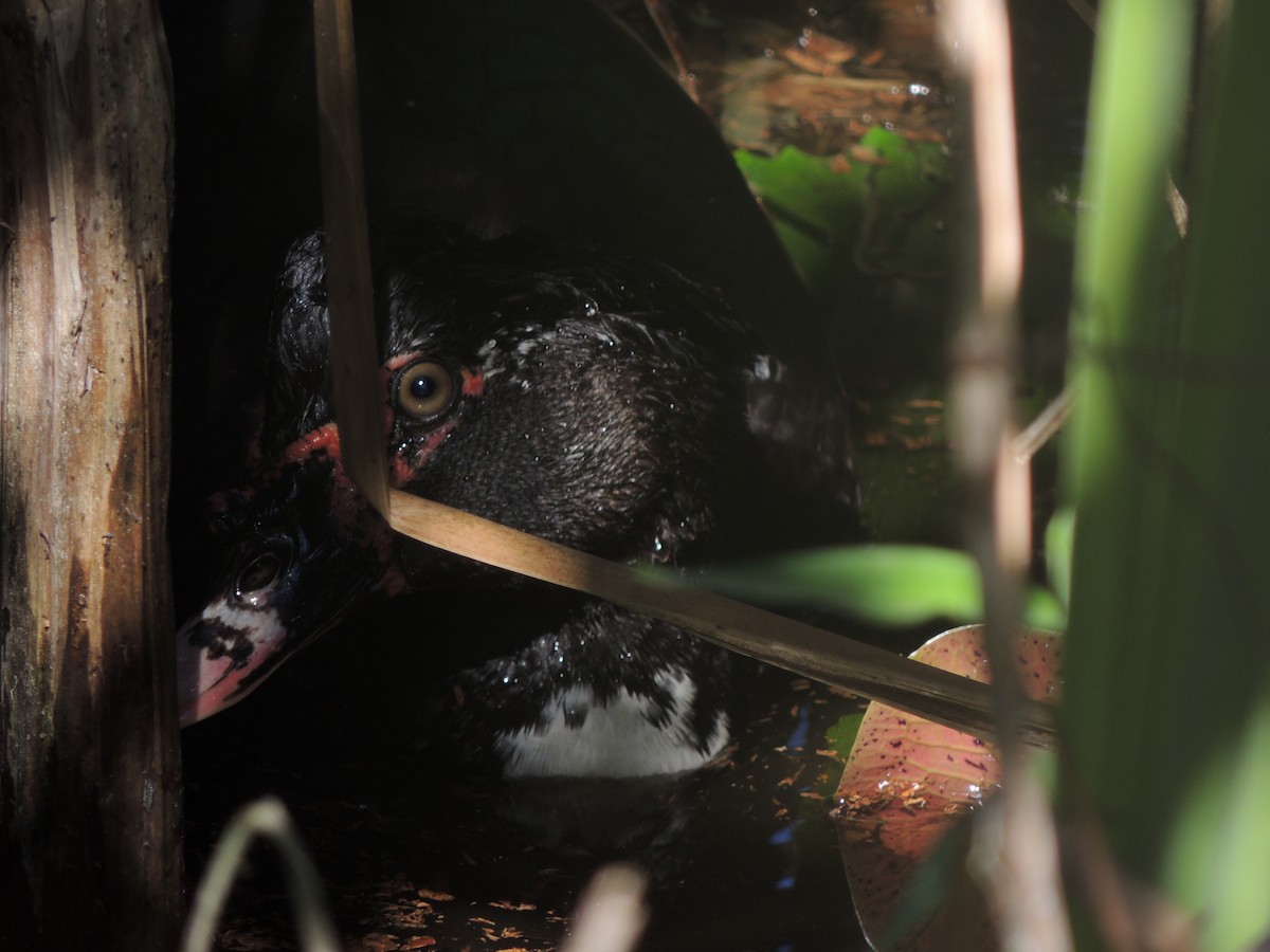 Muscovy Duck (Domestic type) - Ichi Wildlife Tours