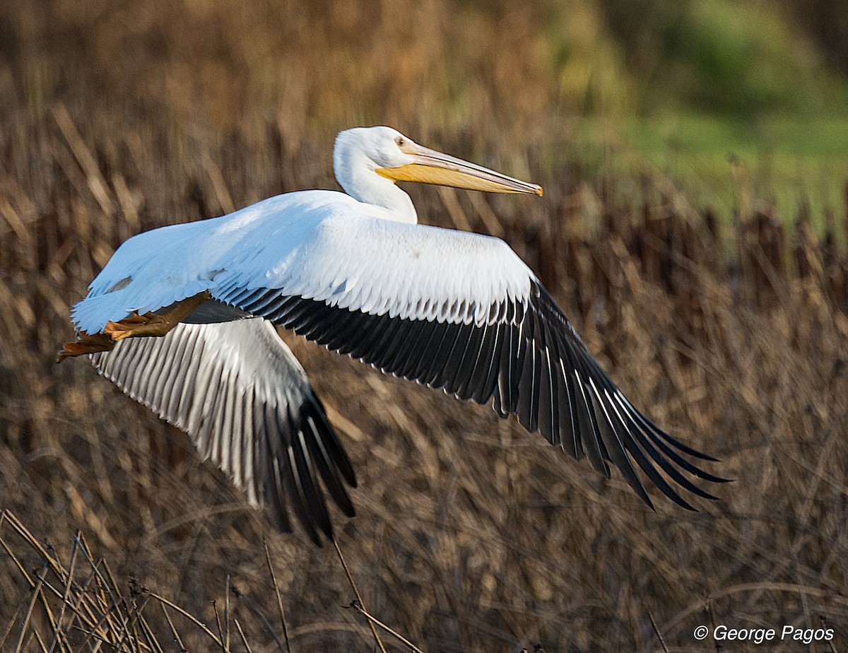 American White Pelican - George Pagos