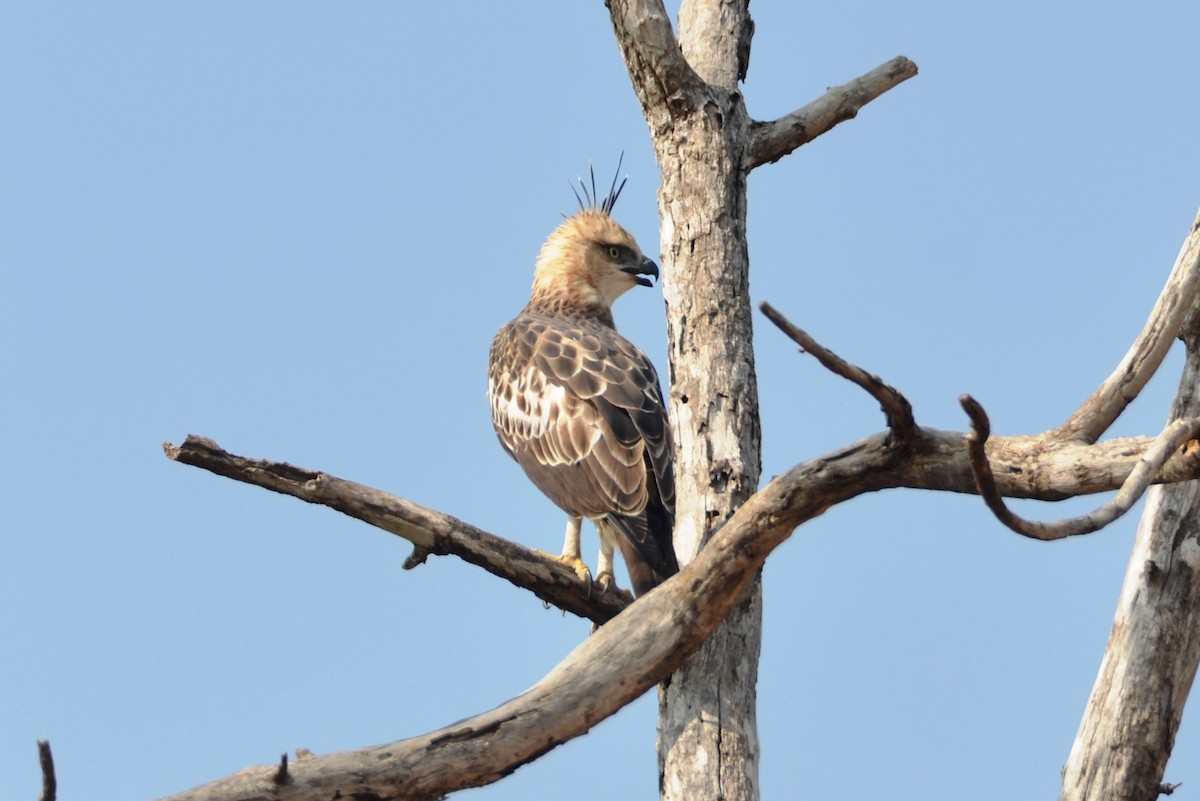 Changeable Hawk-Eagle (Crested) - ML130736871