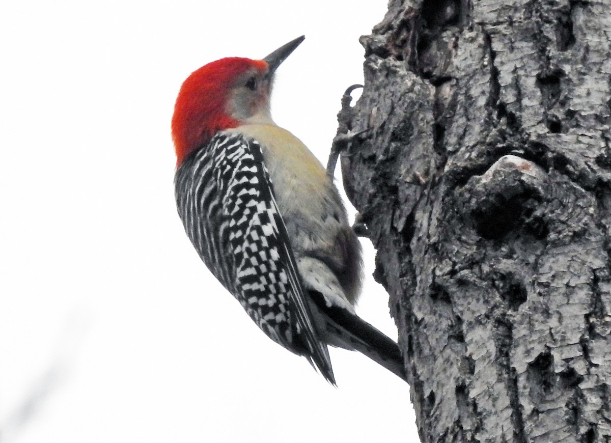 Red-bellied Woodpecker - ML130736941