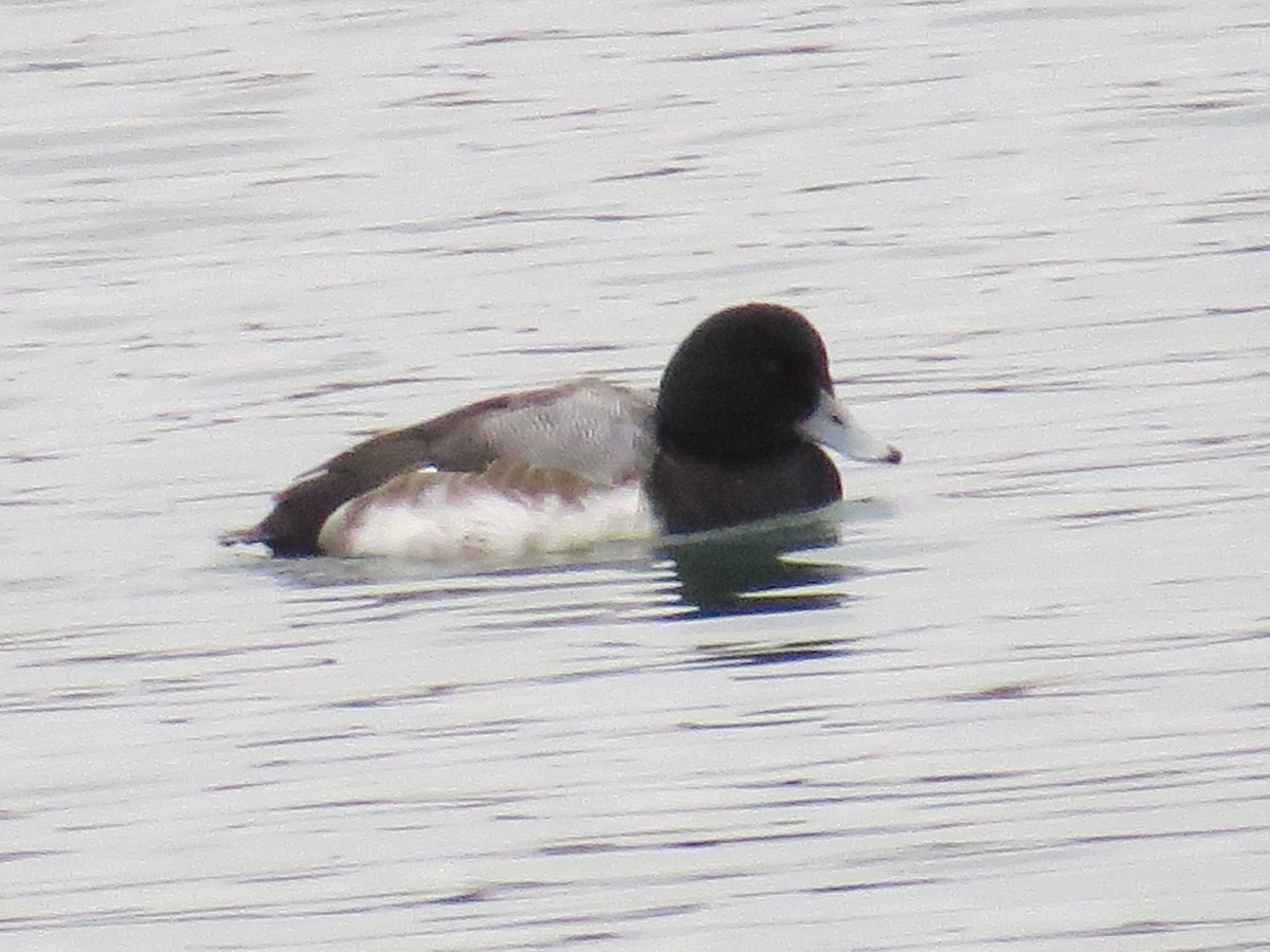 Greater Scaup - Kathryn Mills