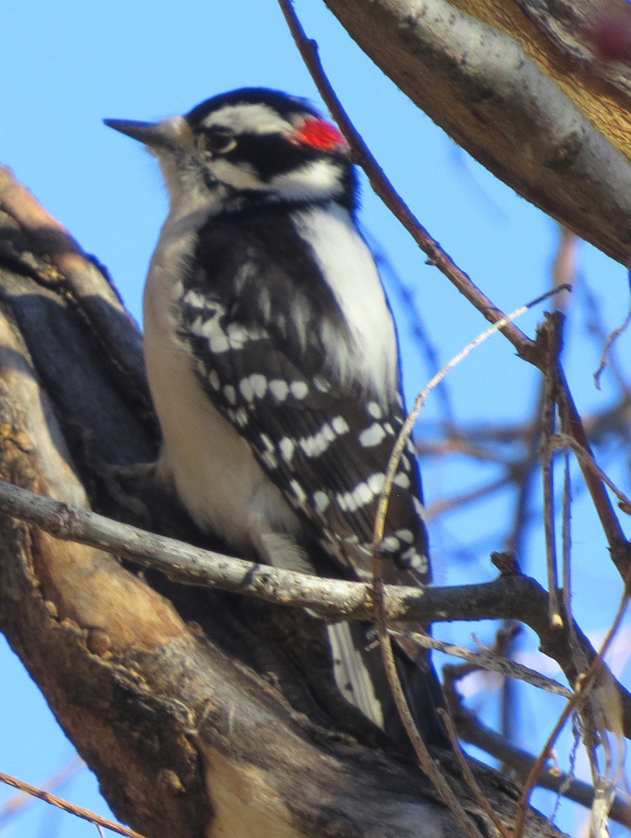 Downy Woodpecker (Rocky Mts.) - ML130741111