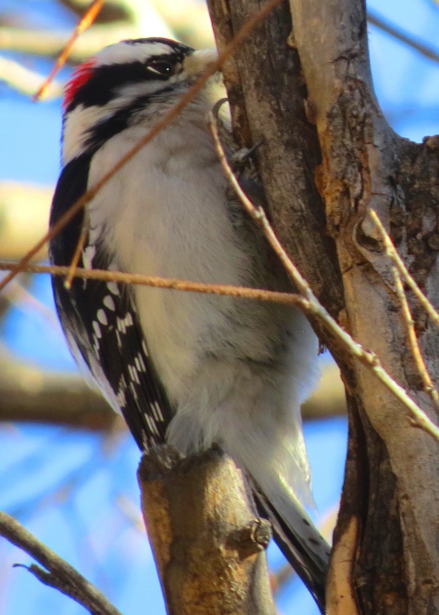 Downy Woodpecker (Rocky Mts.) - ML130741191