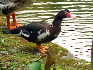 Muscovy Duck (Domestic type), ML130743731
