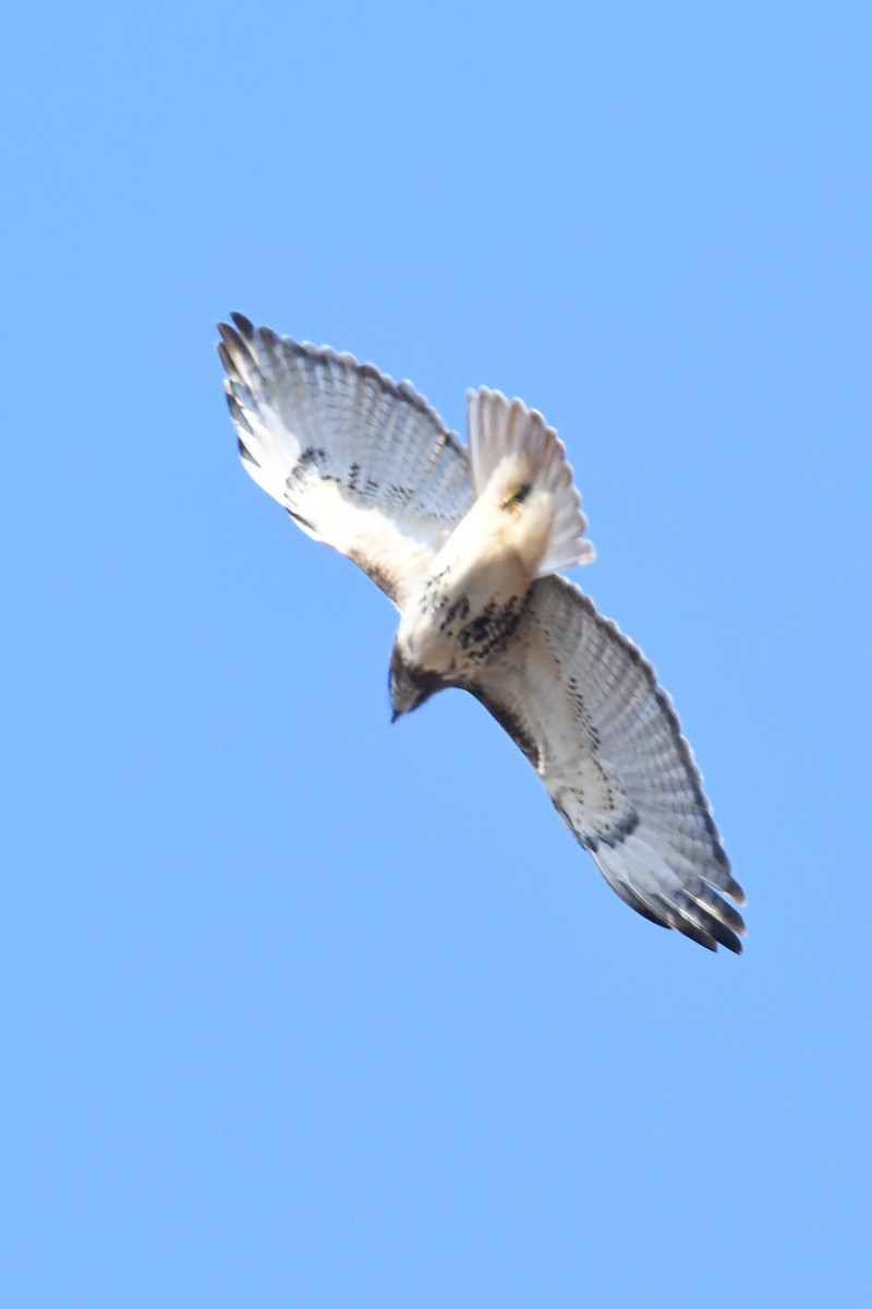 Red-tailed Hawk - ML130748411