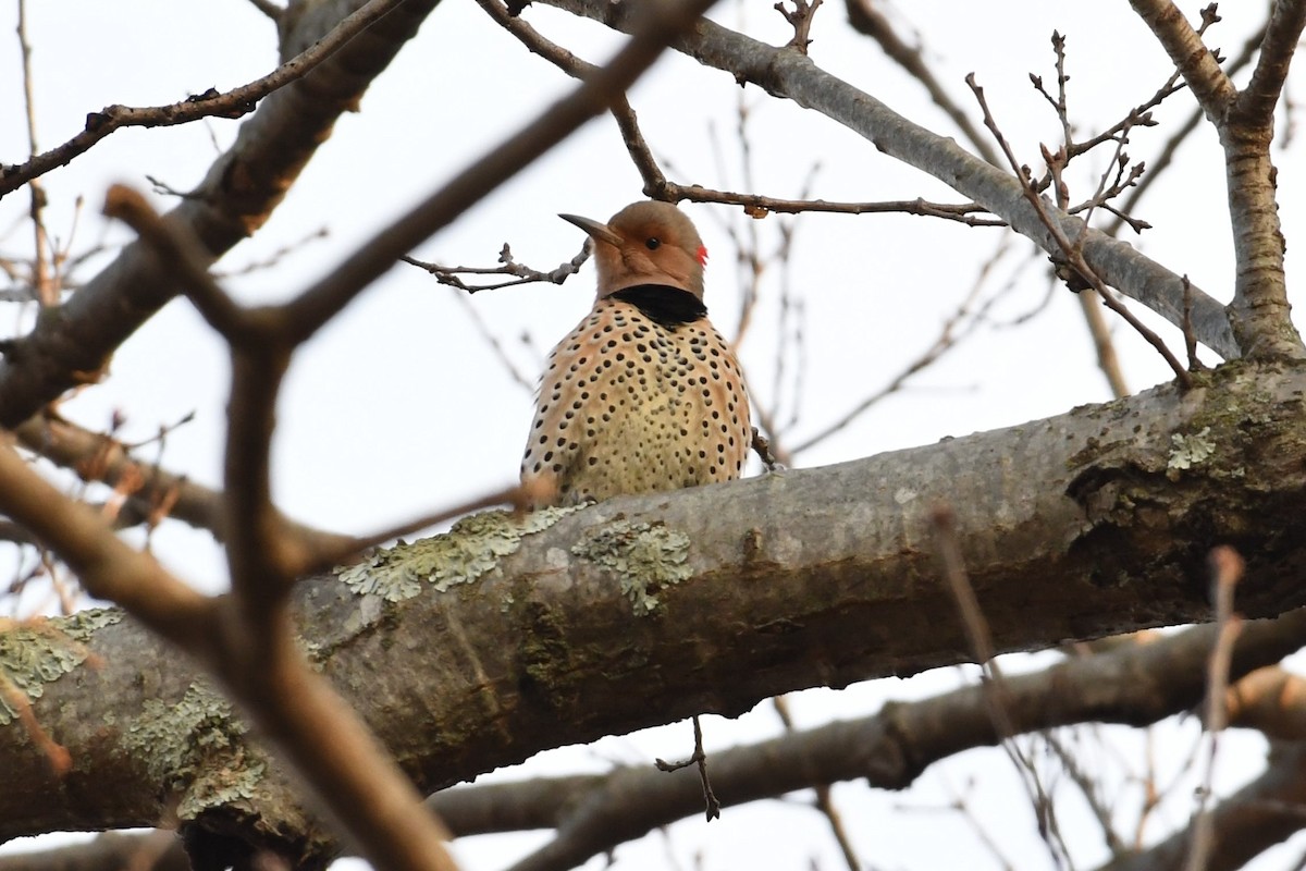 Northern Flicker (Yellow-shafted) - ML130748951