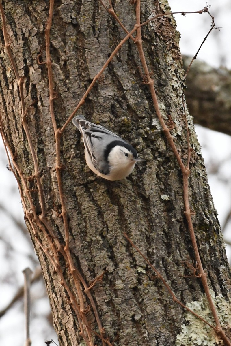 White-breasted Nuthatch - ML130749041