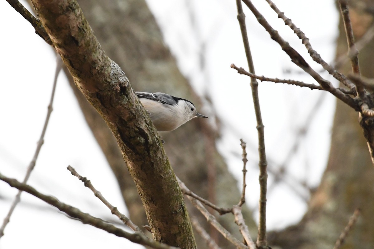 White-breasted Nuthatch - ML130749051