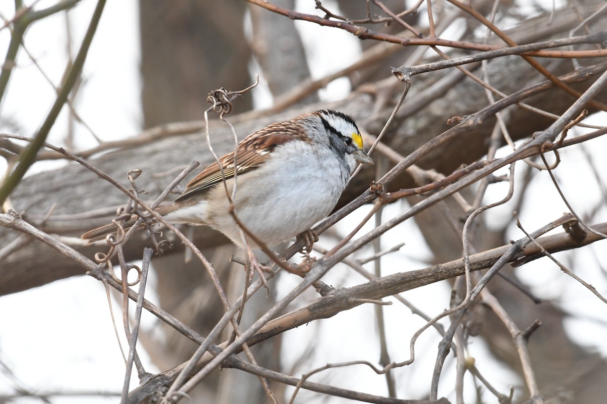 White-throated Sparrow - ML130749191
