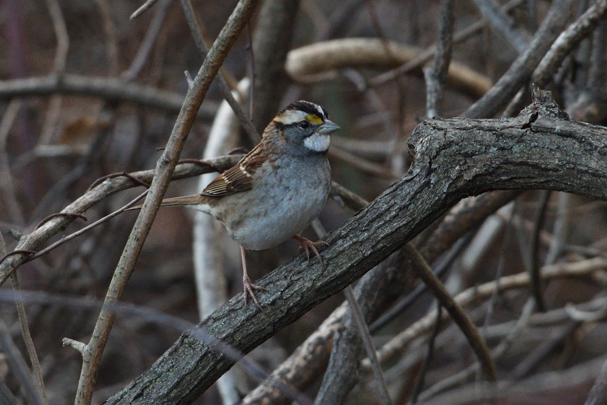 White-throated Sparrow - ML130749201