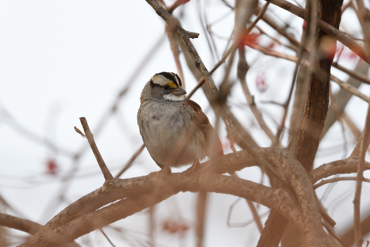 White-throated Sparrow - ML130749221