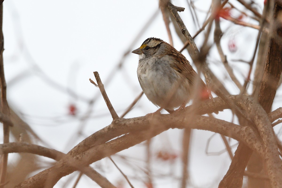 White-throated Sparrow - ML130749231