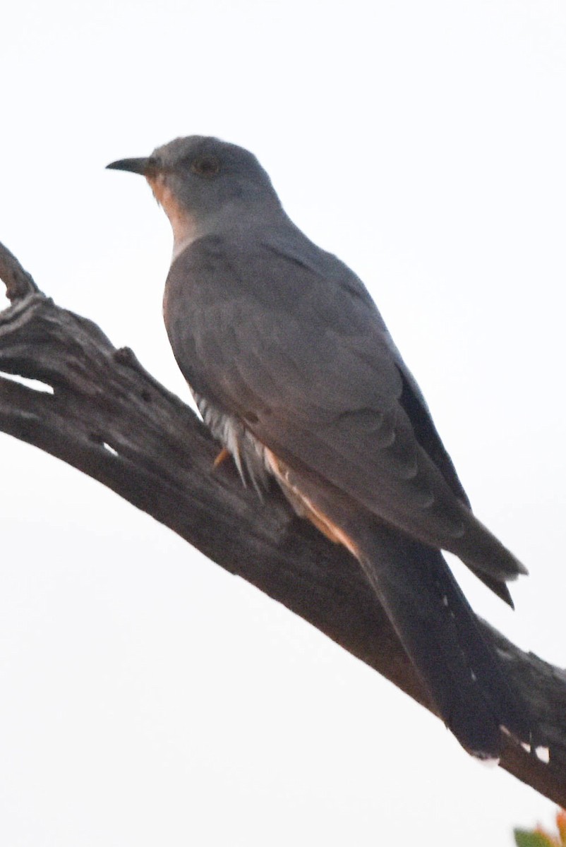 Red-chested Cuckoo - Ted Kavanagh