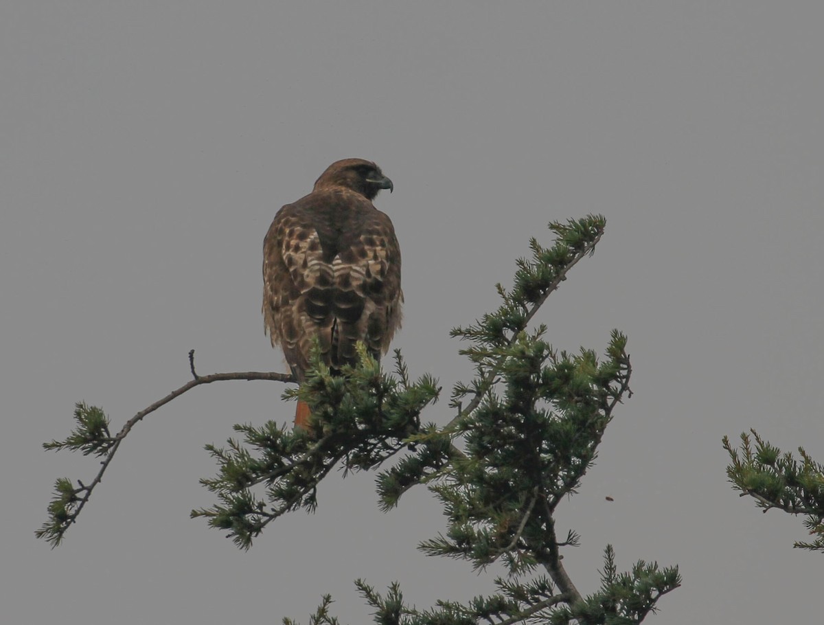 Red-tailed Hawk - ML130756921
