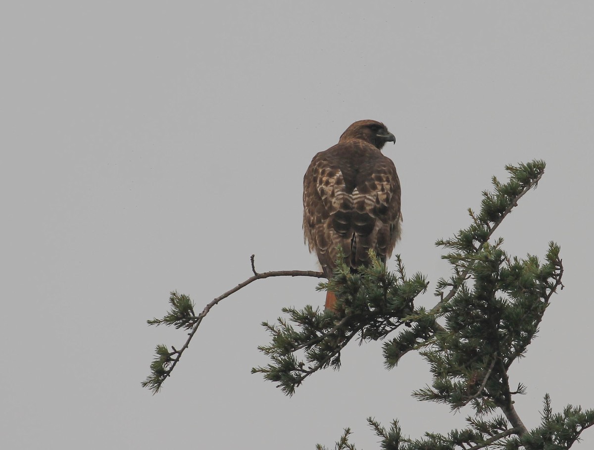 Red-tailed Hawk - ML130756961