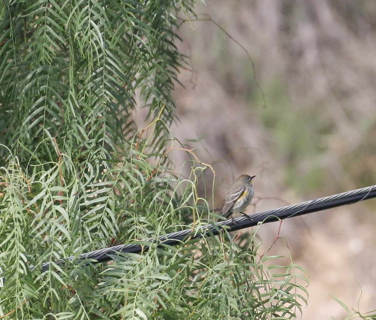 Yellow-rumped Warbler (Audubon's) - Tracy Drake