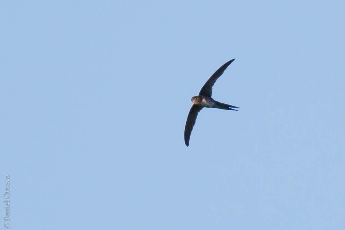 Fork-tailed Palm Swift - ML130758041