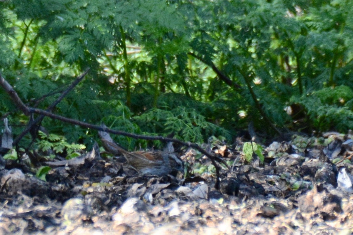 Swamp Sparrow - ML130758481