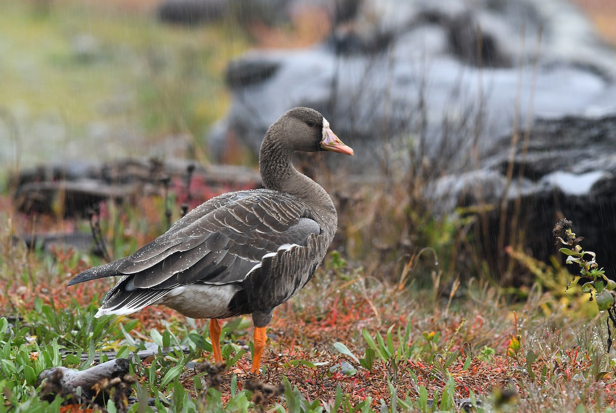 Greater White-fronted Goose - ML130765501