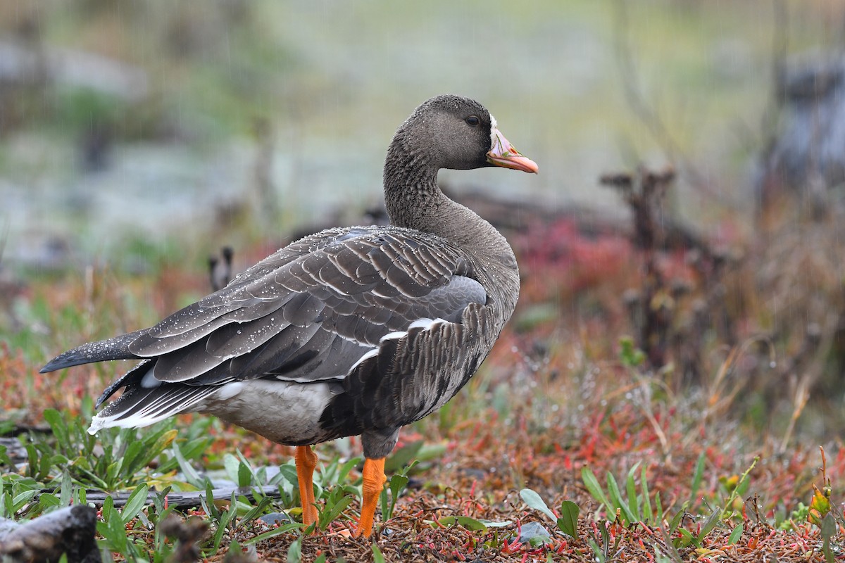 Greater White-fronted Goose - ML130765531