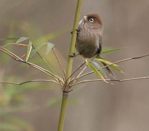Spectacled Parrotbill - ML130766681