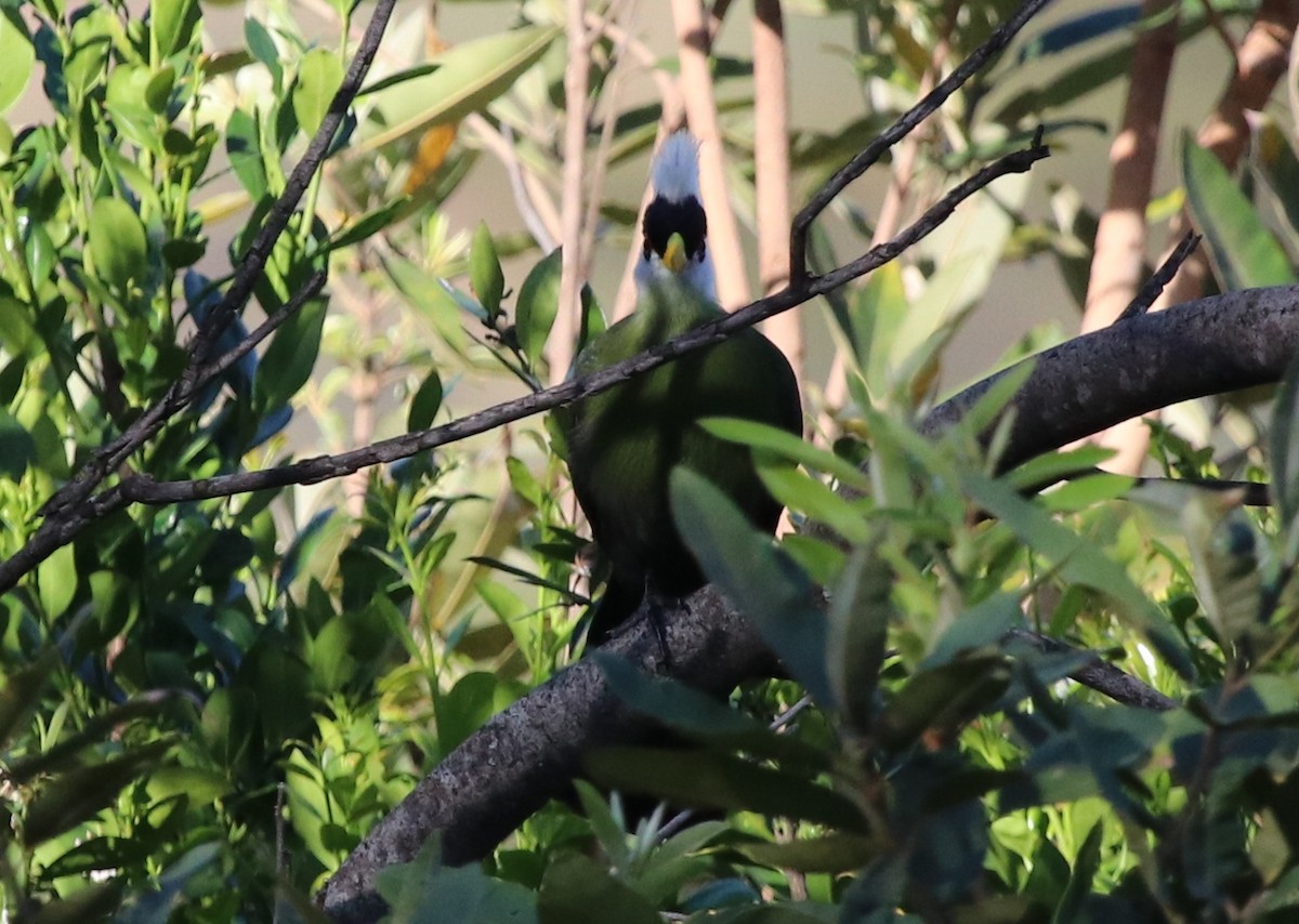 White-crested Turaco - ML130767341