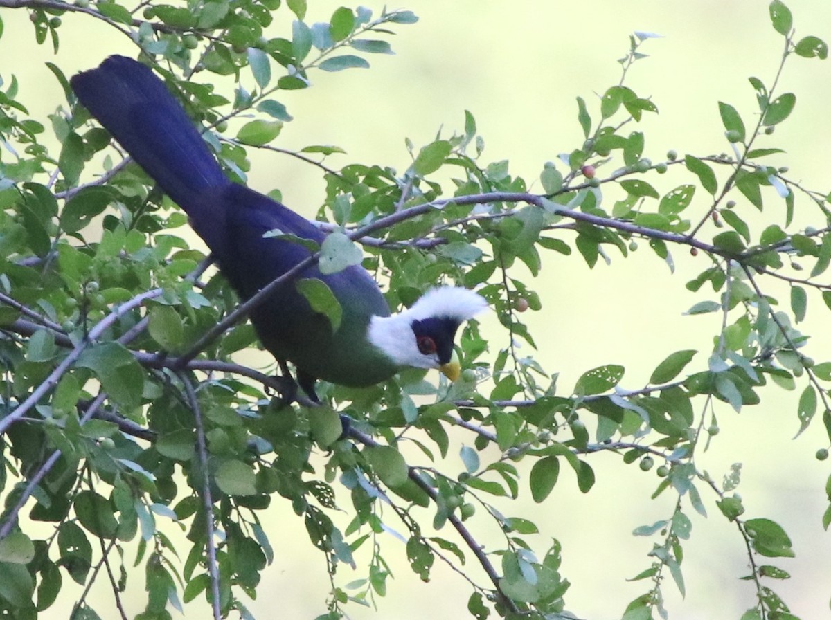 White-crested Turaco - ML130767441