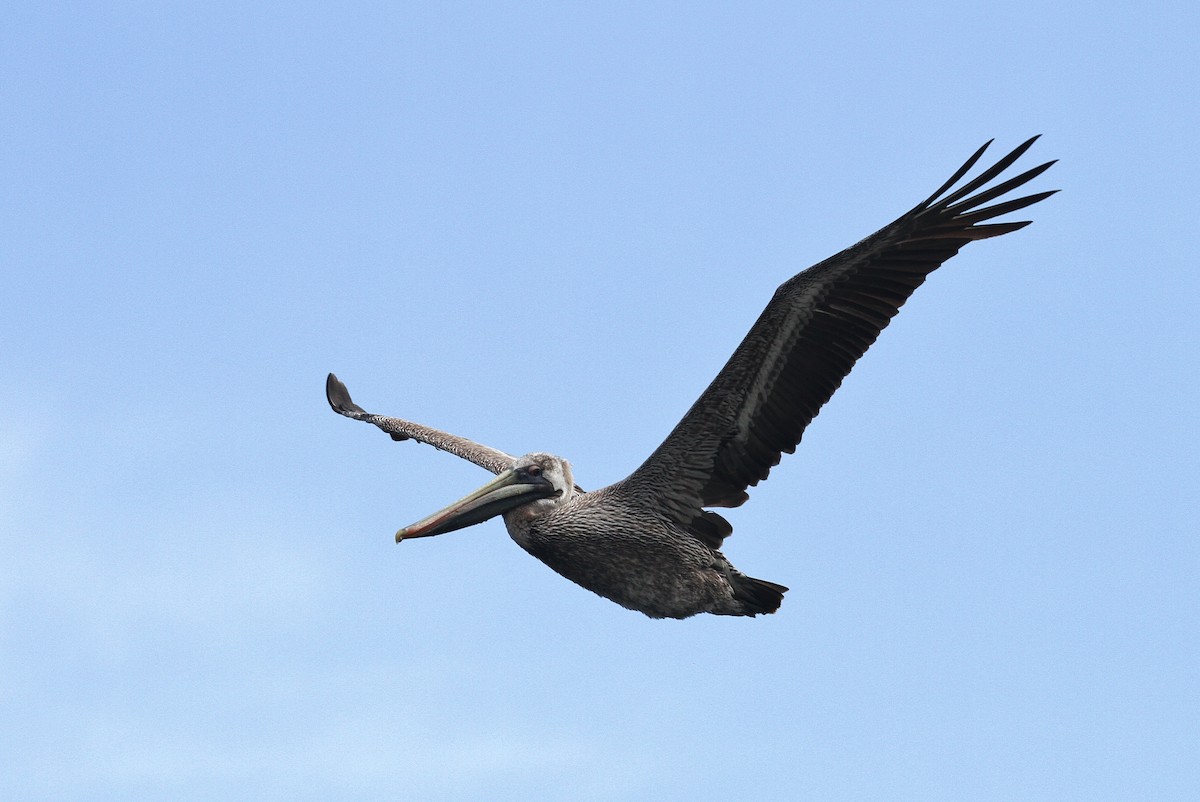 Brown Pelican (Atlantic) - Alex Lamoreaux