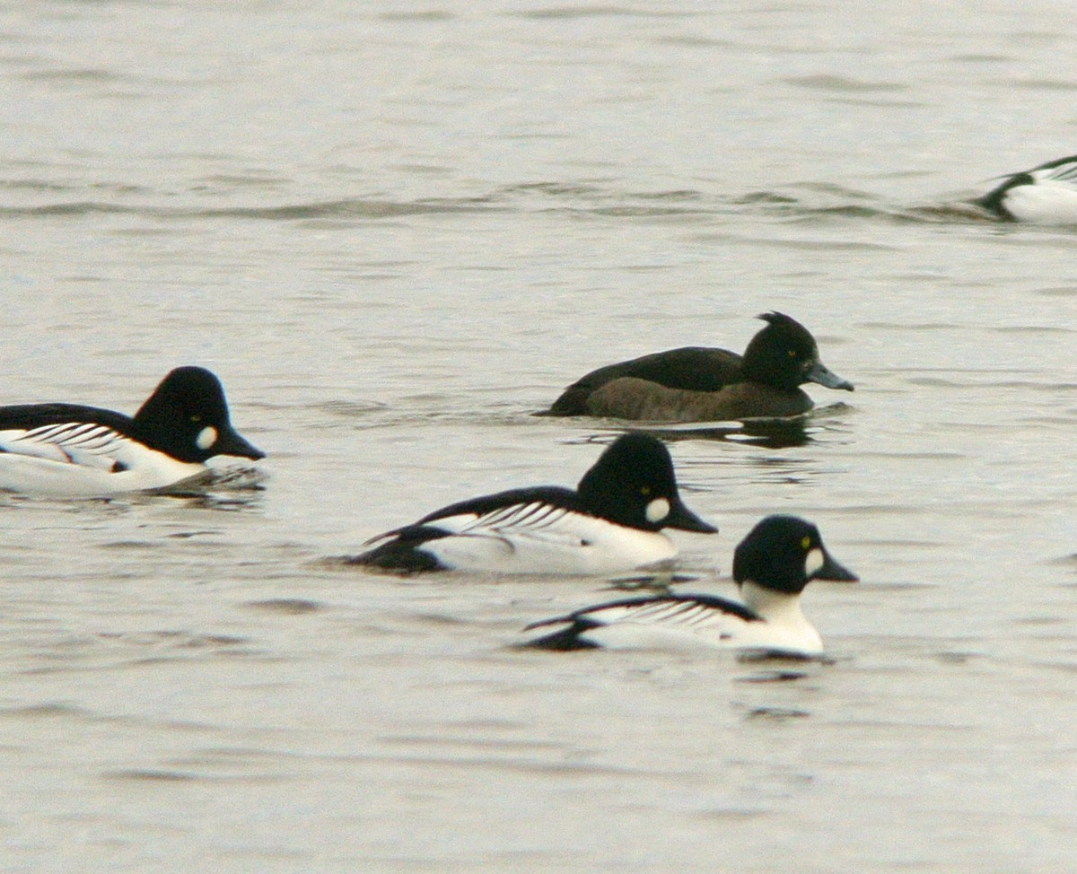 Tufted Duck - ML130768111