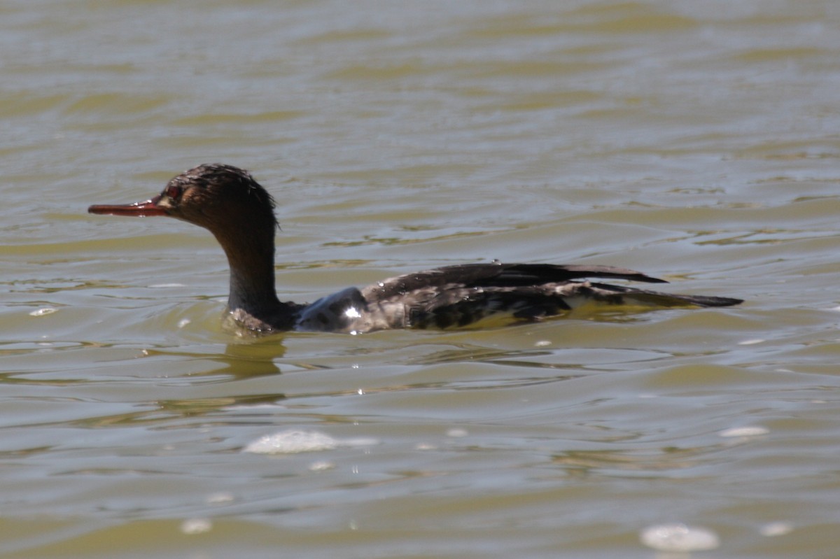 Red-breasted Merganser - David Sidle