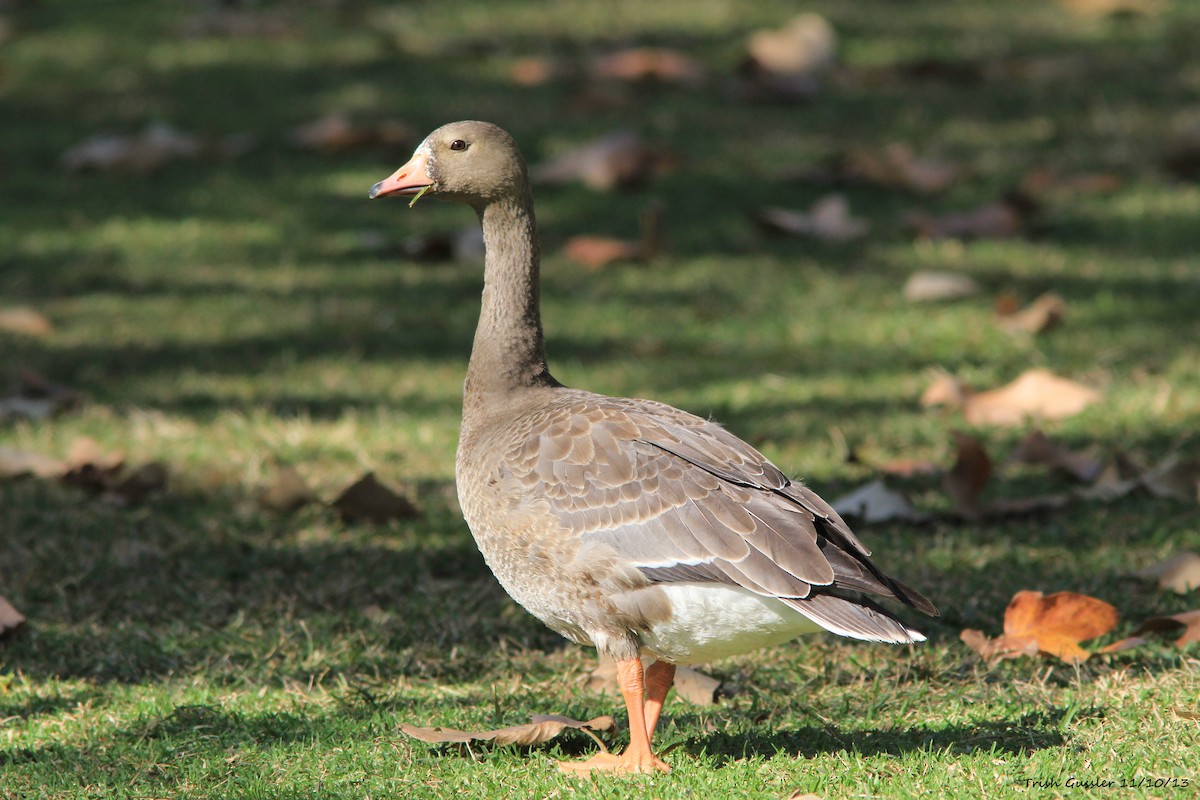 Greater White-fronted Goose - Trish Gussler