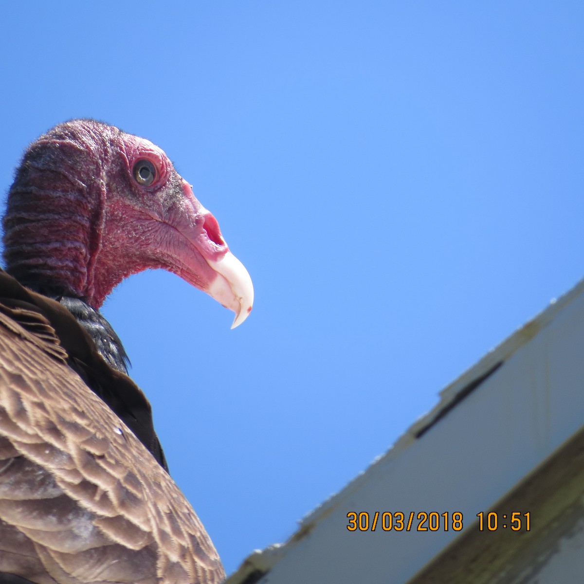 Turkey Vulture - Lillian Russell