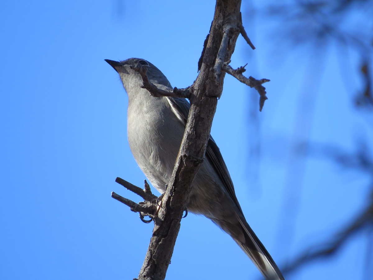 Townsend's Solitaire - ML130779311