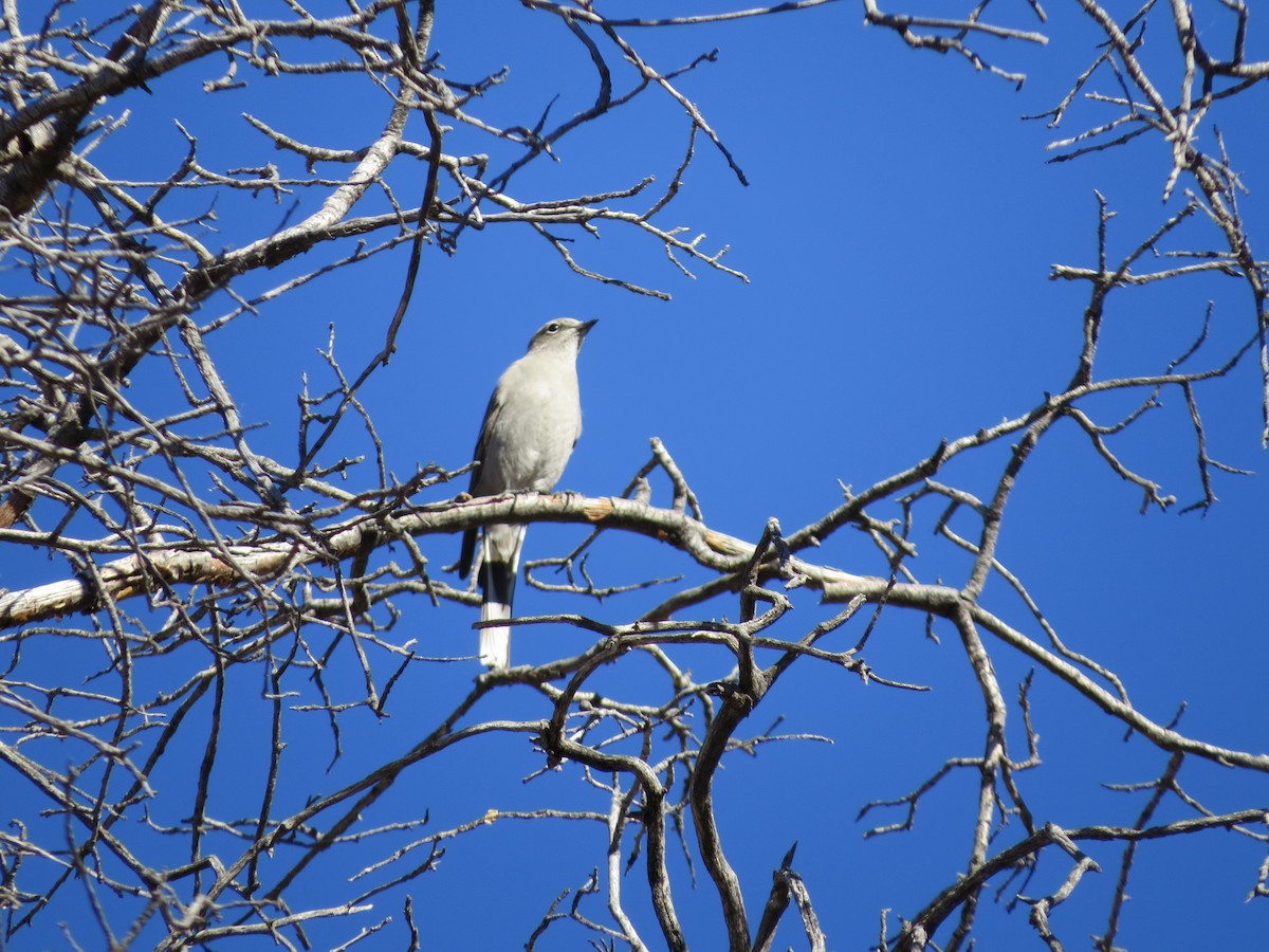 Townsend's Solitaire - ML130779421