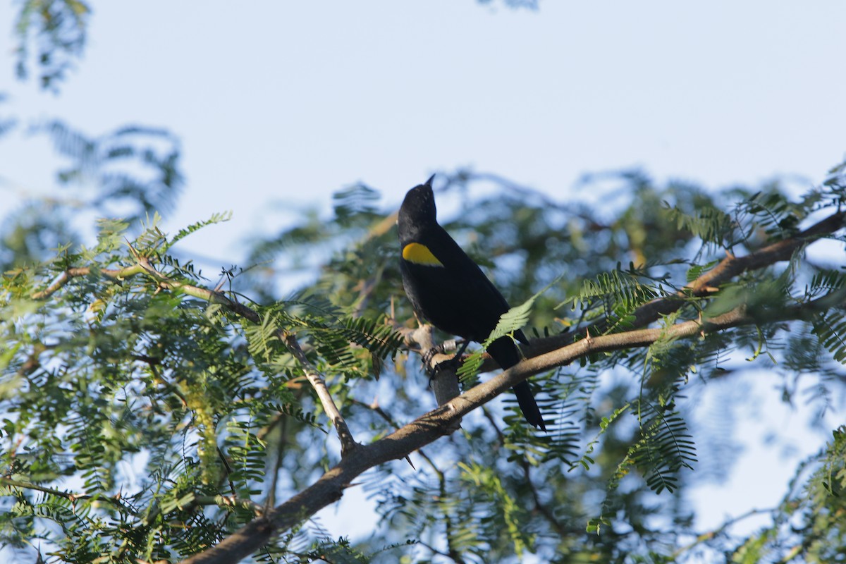 Yellow-shouldered Blackbird - ML130779791
