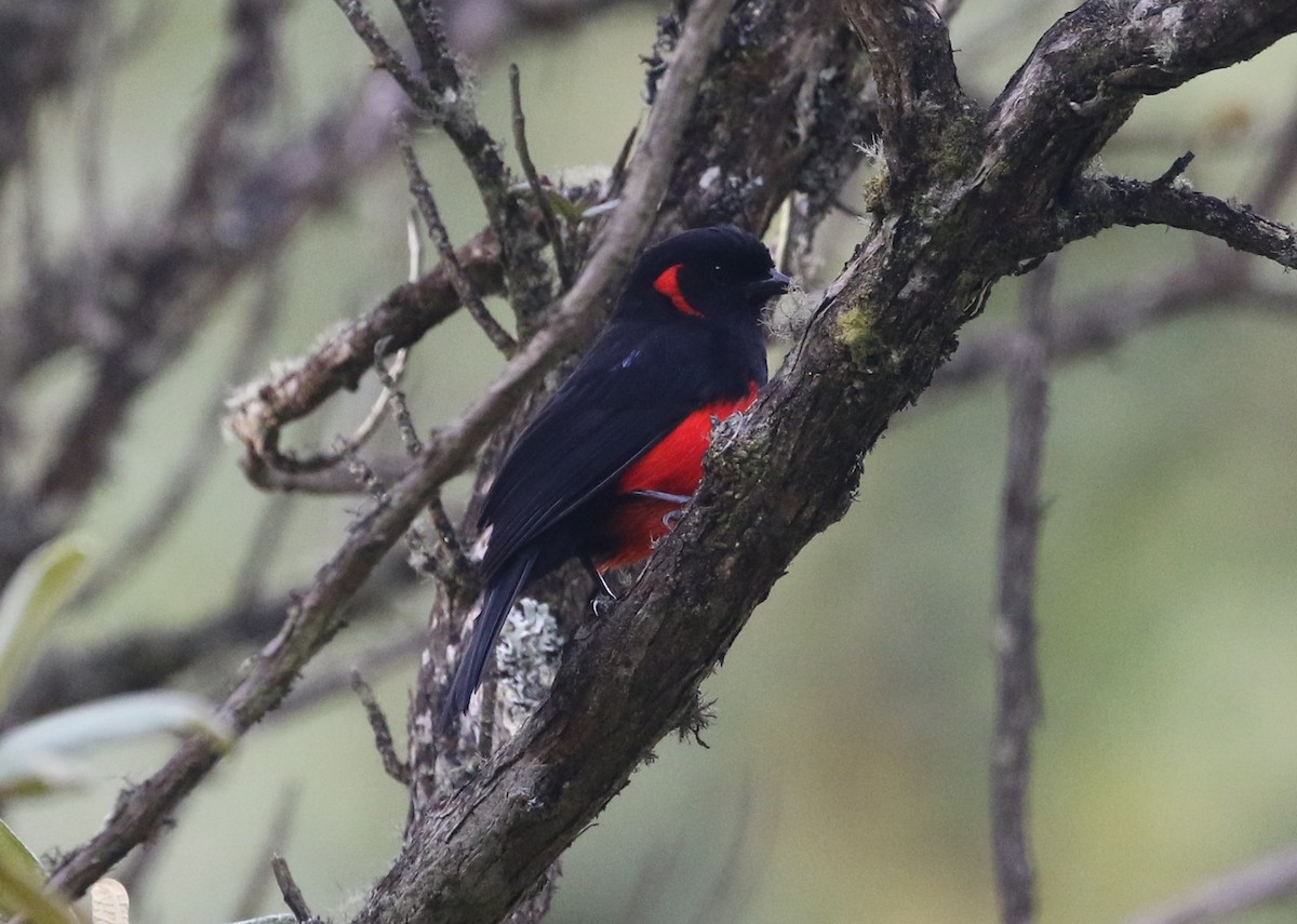 Scarlet-bellied Mountain Tanager - ML130783781
