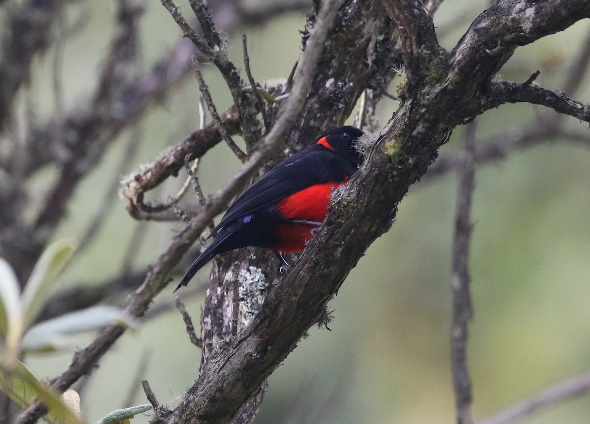 Scarlet-bellied Mountain Tanager - ML130783791