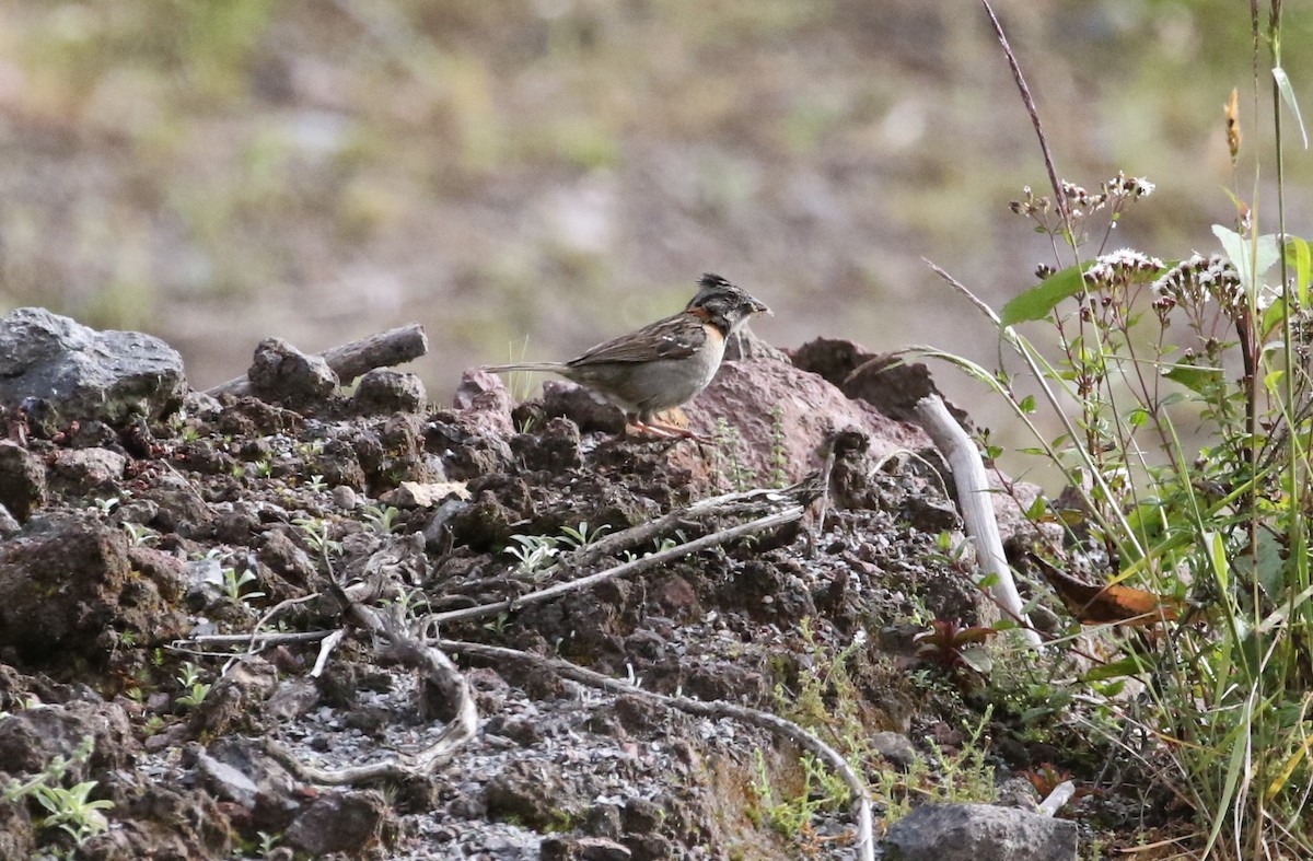 Rufous-collared Sparrow - ML130784631